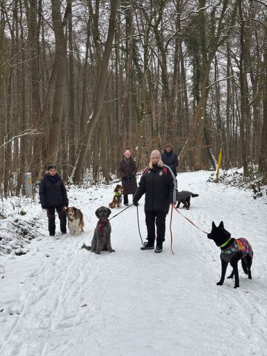 Begleithundtraining ( BH)