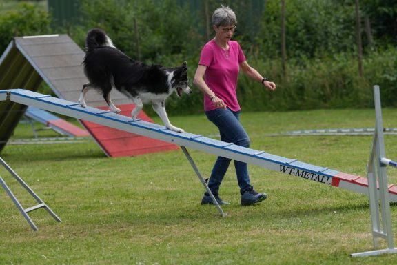 Agility - Steg